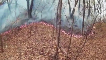 음주 뒤 산불 낸 40대 입건...신고자 행세 덜미 / YTN