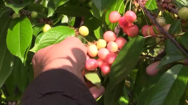 Sezonun İlk Kirazı İçin Sembolik Açık Artırma