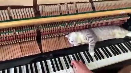 Un chat allongé sur le mécanisme d'un piano