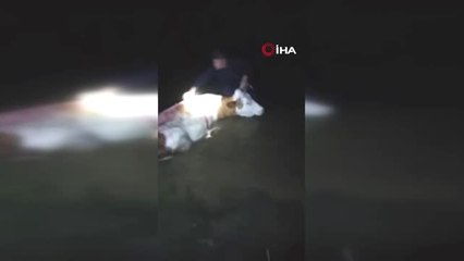 Kastamonu'da Aç Kalan Ayı İneğe Saldırdı