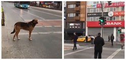 فيديو ذكاء كلب ينتظر الضوء الأخضر حتى يعبر الطريق يثير إعجاب الإنترنت