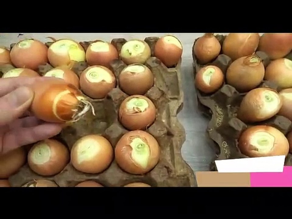 Growing onions without land on the balcony