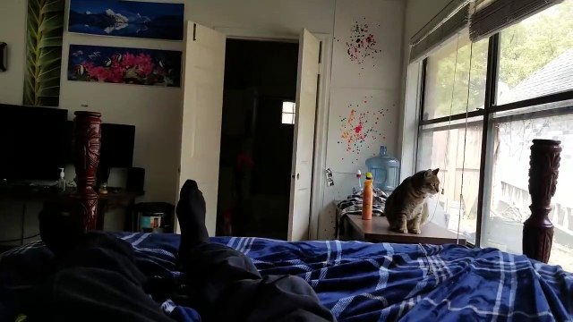 Un chat qui n'aime pas entendre son maître chanter