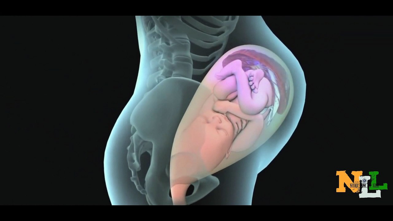 Vaginal Child birth. Ncert Line By Line