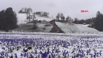 Trabzon Mor Yayla, Yağan Karla Beyaza Büründü