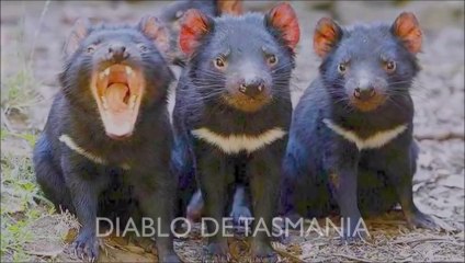 WILDLIFE OF AUSTRALIA , FAUNA DE AUSTRALIA , FAUNE D OCIANIE