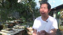 À Hong Kong, l'homme qui récoltait le miel à mains nues