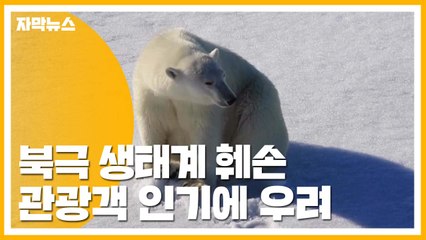 [자막뉴스] 북극 여행 인기...생태계 훼손 우려 / YTN