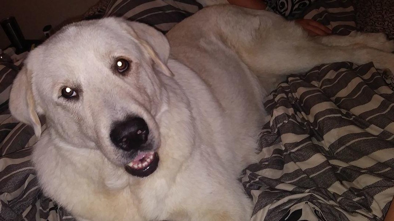 Hero Puppy Grows up to Save the Lives of the Texas Family That Saved Him