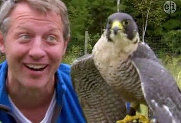 Wild Kratts - Falcon City