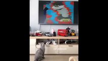 Funniest Animals - Awesome cute Pet Animals' Life Videos