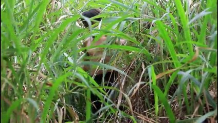 la technologie primitive - Garçon Intelligent Récolte de Miel d'Abeille