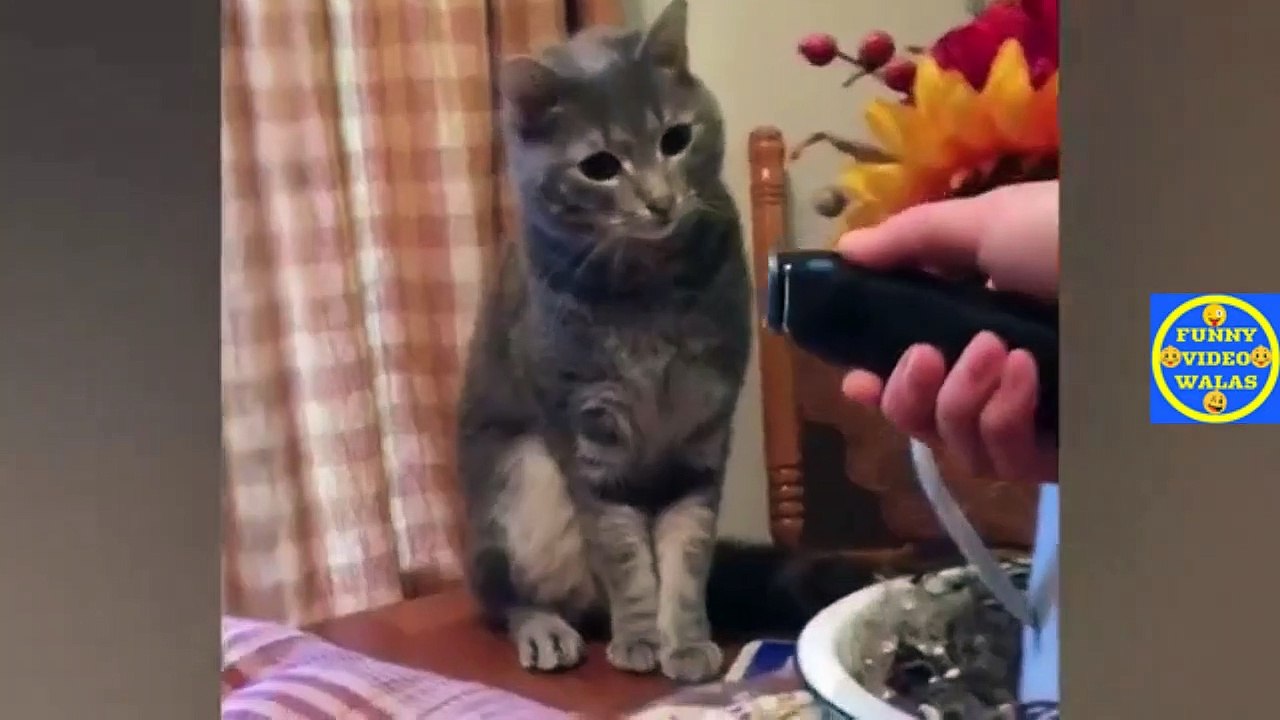 FUNNY VIDEO ep 123
