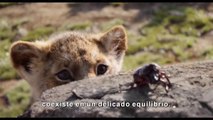 EL REY LEÓN Tráiler Español Latino SUBTITULADO #2 (Nuevo, 2019)