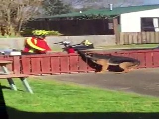 Vlasnik krišom snimao poštara: Evo šta nepoznati čovek radi mom psu! (VIDEO)