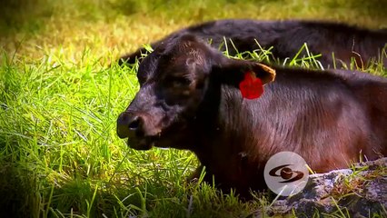 Consecuencias del estrés en animales de carne