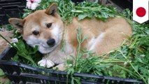 Shiba Inu Spends Cold Nights Watching Viral Videos Video Dailymotion