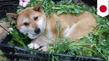 Foto imut anjing shiba inu viral - TomoNews