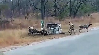 Hyena vs Wild Dogs at Jock Safari Lodge
