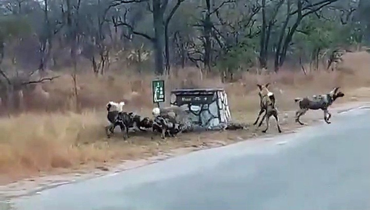 Hyena vs Wild Dogs at Jock Safari Lodge