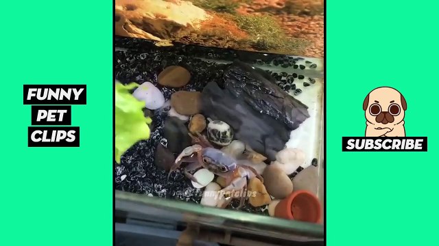 Funny Cute Animals: Tik Tok Pets #55