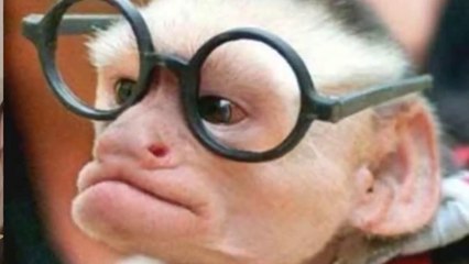 Faze comice  incearca sa nu razi  faze amuzante  citeste descrierea