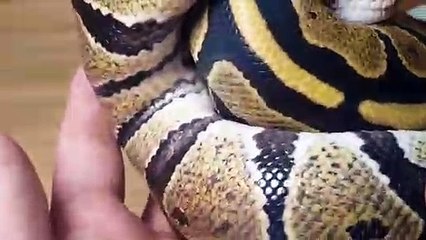 안양출장안마 -후불100%ョØ7Øt7575vØØ69｛카톡GD825｝안양전지역출장마사지샵'예약'안양출장qc안마es안양출장안마 cos여3안양출장마사지황형ÞŦŊ안양콜걸