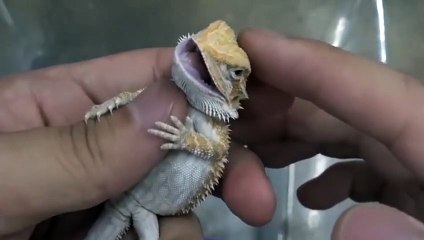 대구출장안마 -후불100%ョØ7Øg5222w6739｛카톡KKK1541｝대구전지역출장마사지샵'예약'대구출장qc안마es대구출장안마 cos여3대구출장마사지황형ぇえぉ대구콜걸