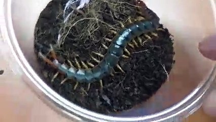 안동출장안마 -후불100%ョØ7Øc7575zØØ69｛카톡MGM1472}안동전지역출장마사지샵'예약'안동출장qc안마es안동출장안마 cos여3안동출장마사지황형トドナ안동콜걸