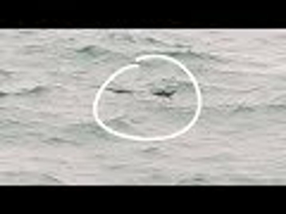 Près des plages paradisiaques de Phuket, un crocodile de 2 mètres rôde