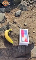 فيديو طريف.. نهاية مضحكة لتجربة رجل خليجي على قرد بري