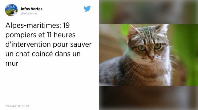 Alpes-Maritimes. Des pompiers mobilisés pendant 11 heures pour sauver un chat