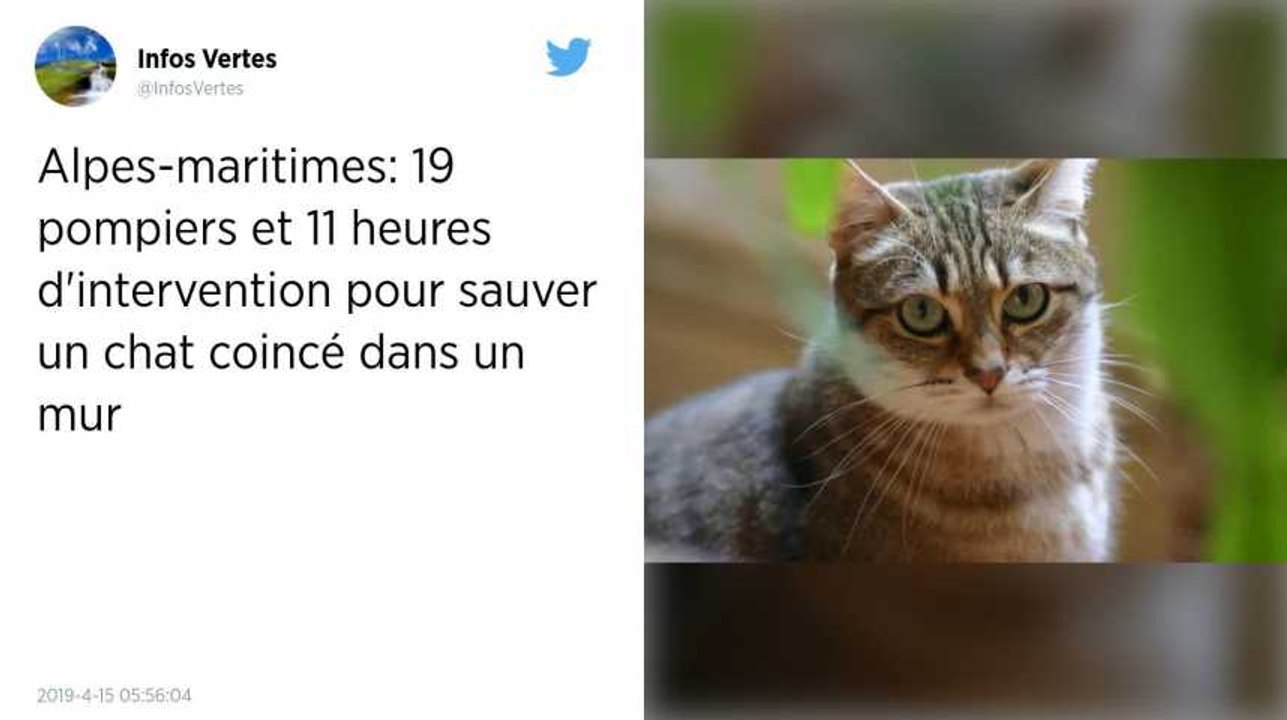Alpes-Maritimes. Des pompiers mobilisés pendant 11 heures pour sauver un chat