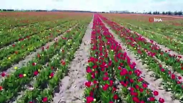 Konya Ovası'nda görsel şölen