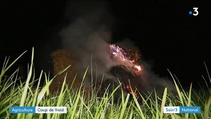 Les vignes et les fruits n'ont pas aimé le coup de froid