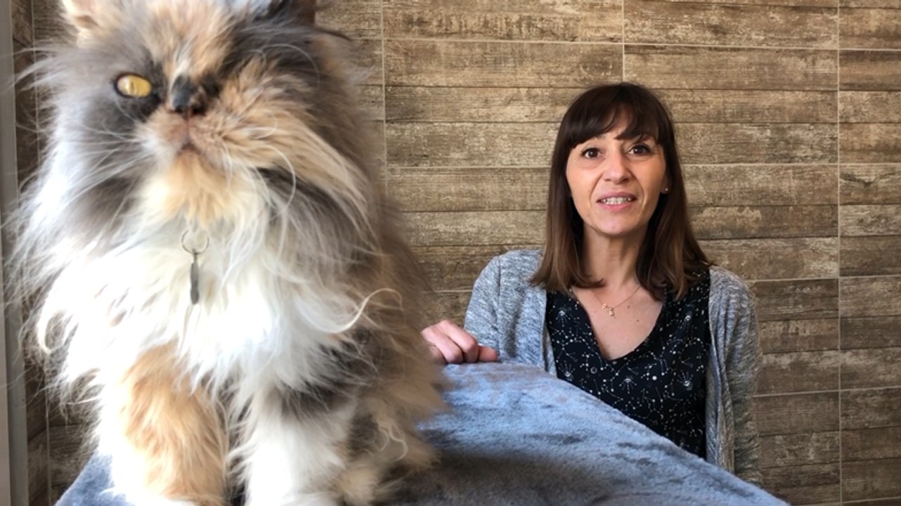 Lorient. Moustache et Ronron, le nouvel hôtel pour chats