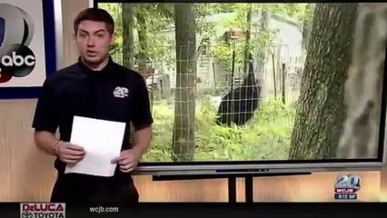 75-Year-Old Man Dead After Getting Attacked By Exotic Bird In Florida