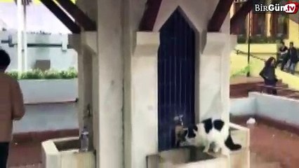 Patisiyle şadırvandan su içen kedi