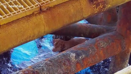 Stranded dog is rescued from sea 136 miles from shore