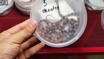 북구출장안마 -후불100%ョØ7Øn7575sØØ62｛카톡OYO78}북구전지역출장마사지샵'예약'북구출장qc안마es북구출장안마 cos여3북구출장마사지황형ニヌネ북구콜걸