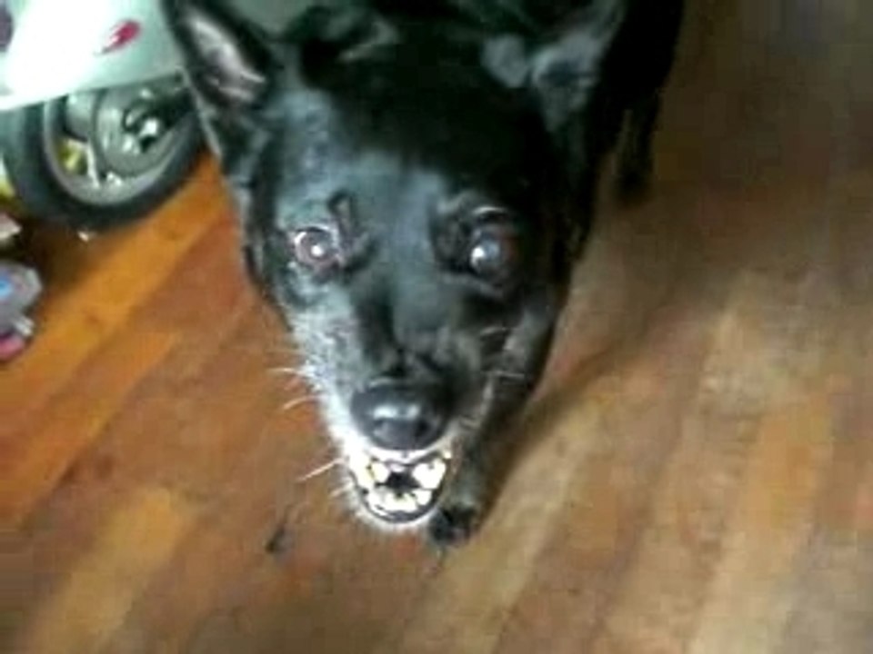 Kwai kwai chien bien chaud bien énervé carams chien beau gosse