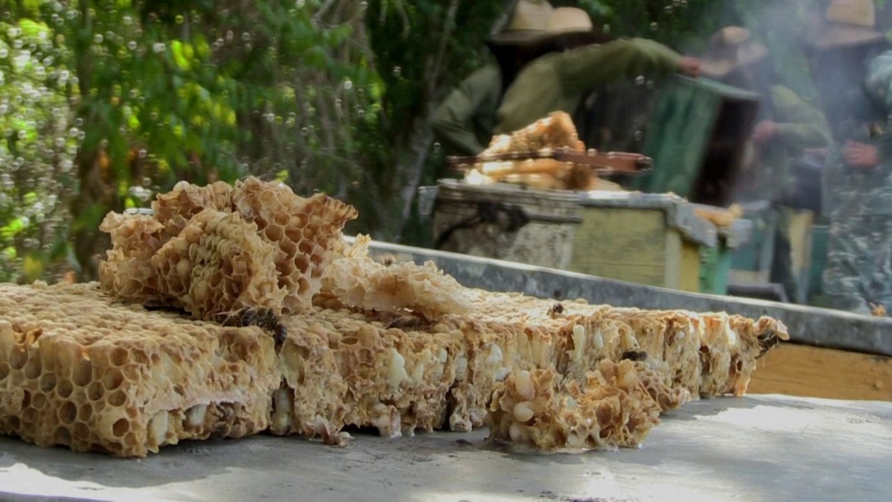 À Cuba, ces abeilles butinent dans un environnement sans pesticides