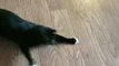 Cat Hilariously Chases Laser Pointer
