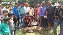 ग्रामीणों ने पीट-पीटकर तेंदुआ को मार डाला
