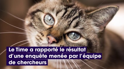 D’après les scientifiques, les chats reconnaissent leur prénom mais nous ignorent volontairement