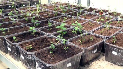 Türkiye’ye 2 tane daha 'Milli Patates' çeşidi tescillendi