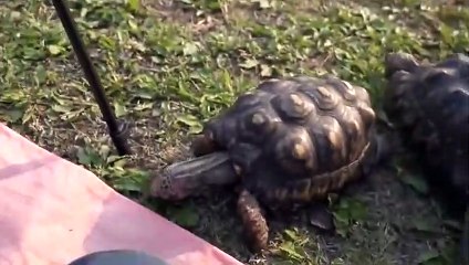 조치원출장안마 -후불100%ョØ7Øq5222w78Ø2｛카톡114114｝조치원전지역출장마사지샵'예약'조치원출장qc안마es조치원출장안마 cos여3조치원출장마사지황형где조치원콜걸