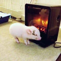 Ce petit cochonnet tout rose est à croquer. Trop cute !