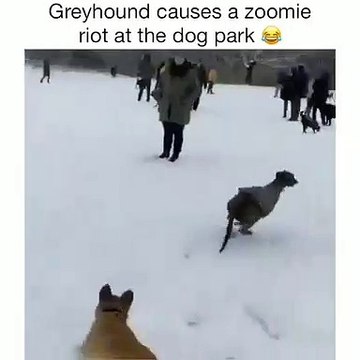 Un lévrier très rapide crée une véritable émeute au parc pour chiens. Hilarant !