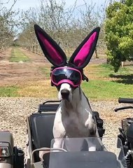 Ce splendide chien s'est déguisé en lapin de pâques. Admirez !